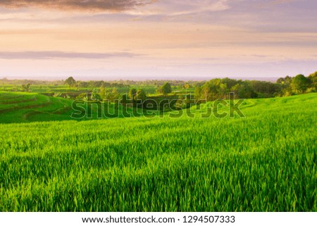 beauty sunrise light with amazing sky and color in indonesia nature panorama paddy fields