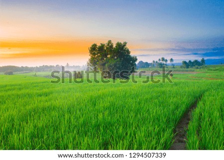 beauty sunset light with amazing sky and color in indonesia nature panorama paddy fields
