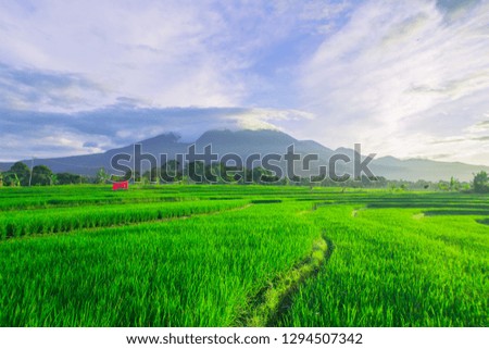 beauty on morning light with amazing sky and color in indonesia nature panorama paddy fields