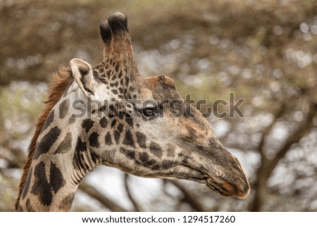 close up of a giraffe head, profile