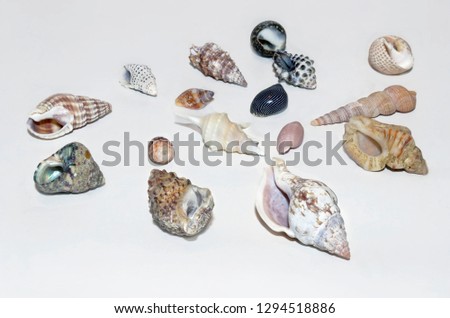 Isolated shells on white background
