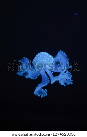 jellyfish octopus 