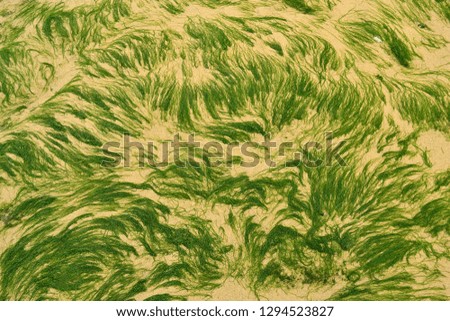 Green algae on the beach, seaweed photographed from above, Northern France, Côte d'Opale