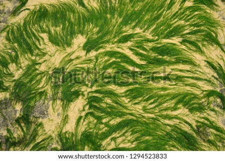 Green algae on the beach, seaweed photographed from above, Northern France, Côte d'Opale