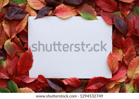 Red and yellow autumn leaves with an empty cardboard frame in middle