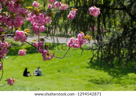 two friends (blurred) in the distance sitting an lawn in Central Park, New York, at spring time