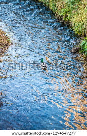The little duck swims in the canal.