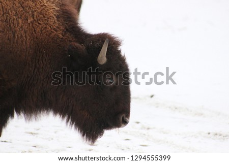 profile picture of a bison