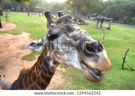 Close up Giraffe head