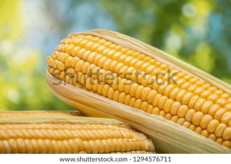 Fresh corn studio shot