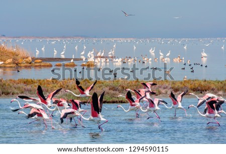Bird paradise, Akyatan Lagoon - Adana, Turkey