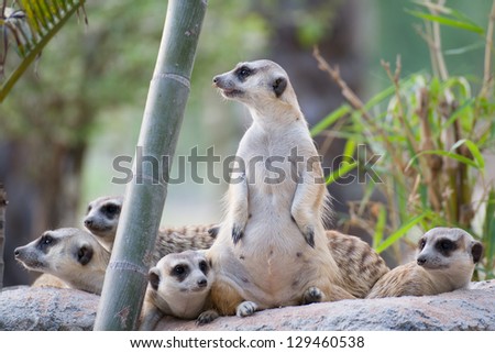 Group of Slender-Tailed Meerkat