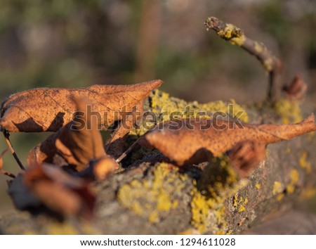 detailed close up of yellow leaves on a mossy branch.moist. winter.