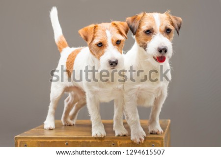 Two purebred Jack Russell pose in studio and look at camera. Mixed media