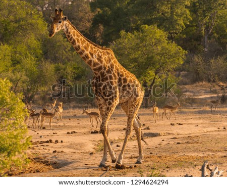 Giraffe and impala in the bush