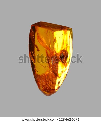 polished amber with ant fossil inclusion