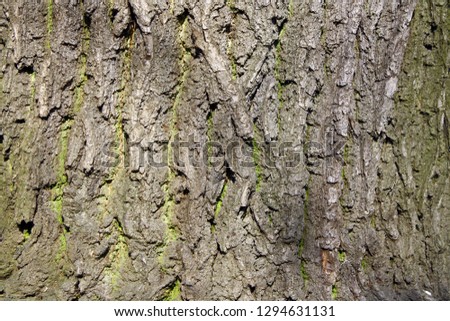 Old Wood bark Tree Texture Background