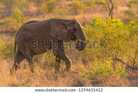 Beautiful elephant eating