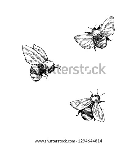 Bumblebee set. Hand drawn vector illustration. Vector drawing of tree honeybee. Hand drawn insect sketch isolated on white. Engraving style bumble bee illustrations. Royalty-Free Stock Photo #1294644814