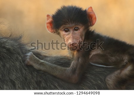 Baby chacma baboon (Papio ursinus) is siiting on the back of its mother with cute face and yellow background