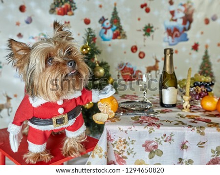Yorkshire terrier. Dog with Christmas tree. Humor photo. Collage. White background