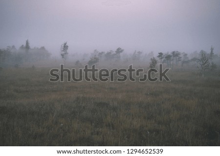 sunrise with mist in swamp bog area with lonely pine trees and small water ponds in field with fog - vintage retro film look