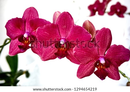 Purple orchid flower phalaenopsis, phalaenopsis, known as moth orchids or Mr. Dustini on a white wall. Selective focus. Close-up. Nature concept for design.