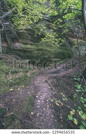 tourist hiking trail track in green summer forest with dark ground and green foliage under sunlight and harsh shadows. long exposure - vintage retro film look