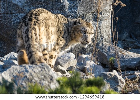 Closeup of a male snow leopard walking between rocks