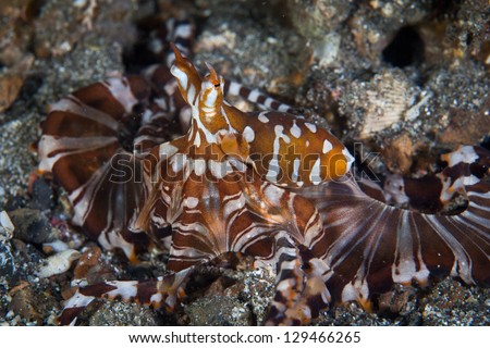 The wonderpus octopus (Wunderpus photogenicus) is a rare species of cephalopod found in the tropical western Pacific.  It was only recently described to science.