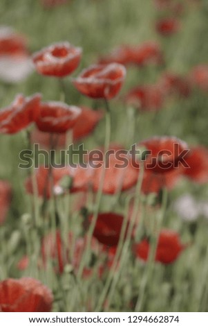 abstract of defocus red flowers 