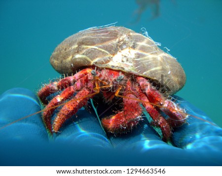 Pagurus bernhardus hermit crab with its seashell covered by two sea anemones  calliactis parasitica on the hand of a diver Royalty-Free Stock Photo #1294663546