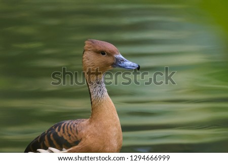 Closeup of a fulvous whistling duck sitting in front of a pond while calling