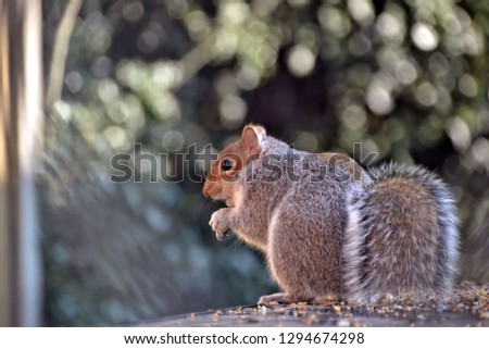 squirrel munching on seeds