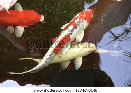 Colorful carp fishes are swimming in the pond Phrae Thailand.