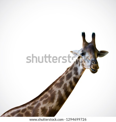 giraffe Isolated on the white background  