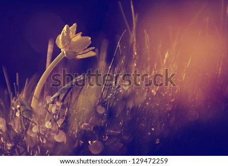 Vintage photo of yellow wild flower in sunset