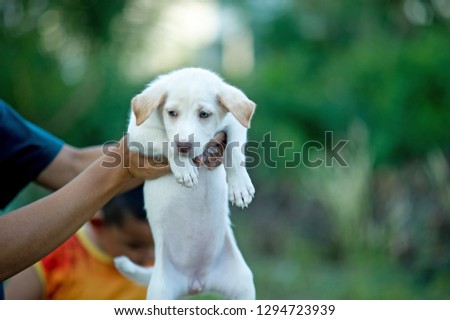 The picture of the little puppy Creatures that can play with people Dog lover concept