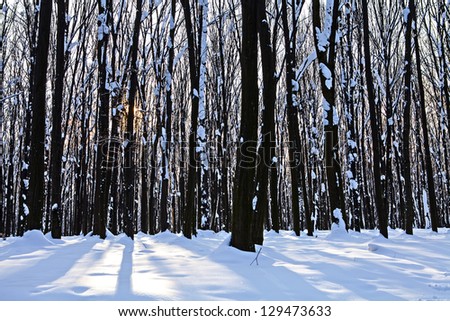 forest trees nature snow wood backgrounds
