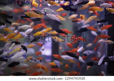 Fishes in a tank