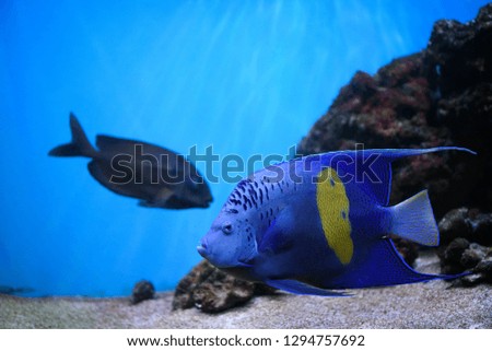 Colorful coral reef with fish and stone.