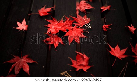 fall Maple leaves on black wooden table