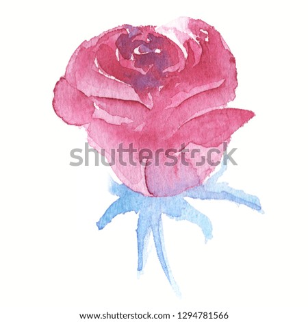 Watercolor rose hand painted