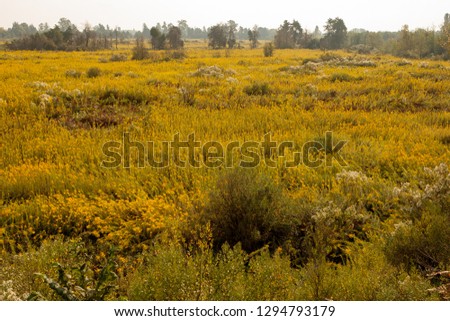 Valley with yellow flowers in Abkhazia.