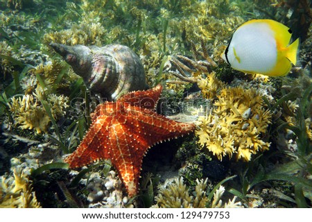 Cushion starfish underwater with an Atlantic triton trumpet sea shell and a butterflyfish