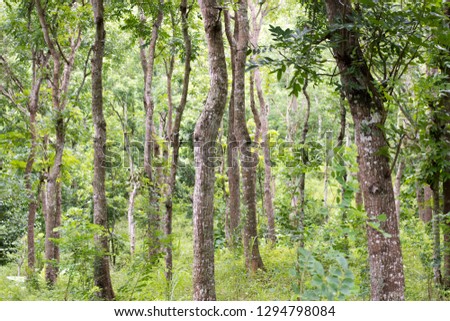 Swietenia mahagoni, commonly known as American mahogany, Cuban mahogany, small-leaved mahogany, and West Indian mahogany, is a species of Swietenia native to southern Florida in the United States and 