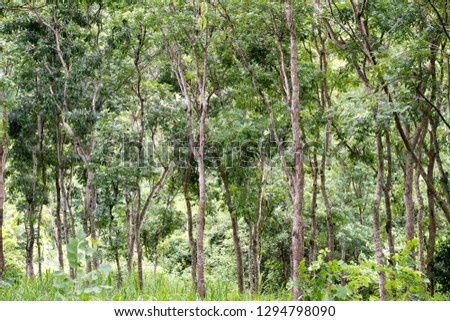 Swietenia mahagoni, commonly known as American mahogany, Cuban mahogany, small-leaved mahogany, and West Indian mahogany, is a species of Swietenia native to southern Florida in the United States and 