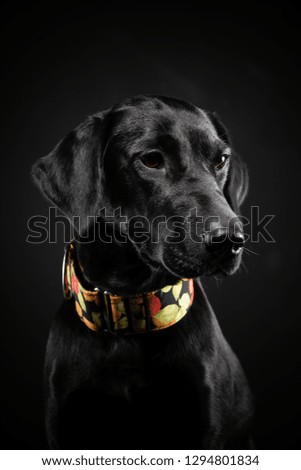  black labrador retriever on a dark background. Studio shot.