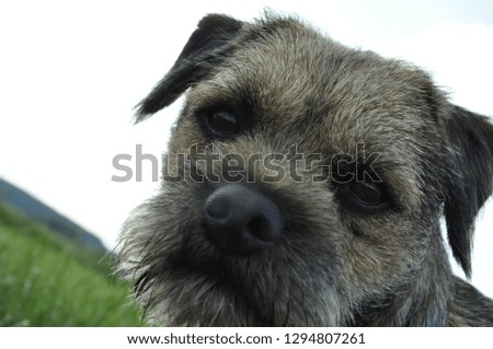 Terrier dog looks in all directions 