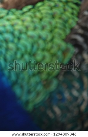 abstract backgrounds from defocus and blur shiny colorful bird feather